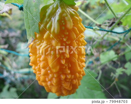 収穫期を過ぎて、緑から橙色に色づいたゴーヤの実 収穫期を過ぎて、緑から橙色に色づいたゴーヤの実 79948703
