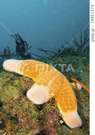Granular Sea Star, Starfish, Lembeh, North Sulawesi, Indonesia Granular Sea Star, Starfish, Lembeh, North Sulawesi, Indonesia 79951574