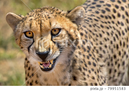 Cheetah, Wildlife Reserve, South Africa Cheetah, Wildlife Reserve, South Africa 79951583