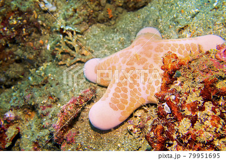 Granular Sea Star, Starfish, Lembeh, North Sulawesi, Indonesia Granular Sea Star, Starfish, Lembeh, North Sulawesi, Indonesia 79951695