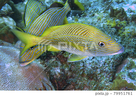 White Grunt, Caribbean Sea, Playa Giron, Cuba White Grunt, Caribbean Sea, Playa Giron, Cuba 79951761