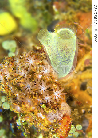 Ascidia, Tunicates, Lembeh, North Sulawesi, Indonesia Ascidia, Tunicates, Lembeh, North Sulawesi, Indonesia 79951783