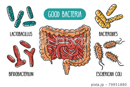 Vector infographics of the good human gut bacteria 79951880