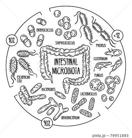 Vector infographics of the human gut microbiota 79951883