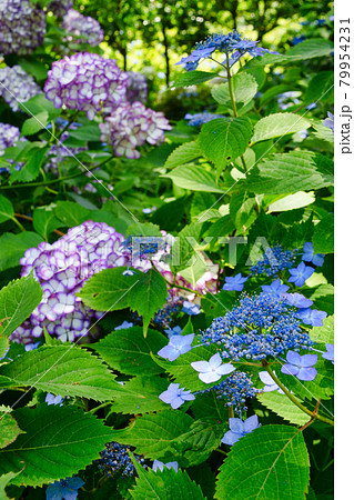鎌倉 明月院の美しいあじさい 79954231