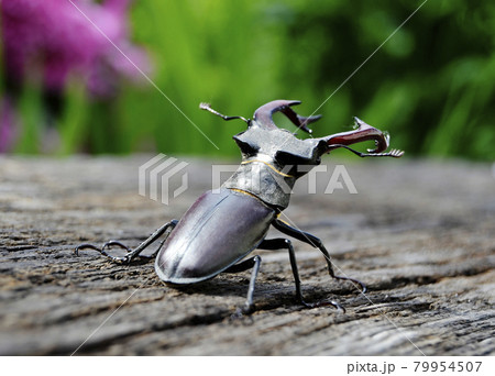 Male stag beetle with long and sharp jaws in wild forest sitting on the trunk of an oak tree Male stag beetle with long and sharp jaws in wild forest sitting on the trunk of an oak tree 79954507