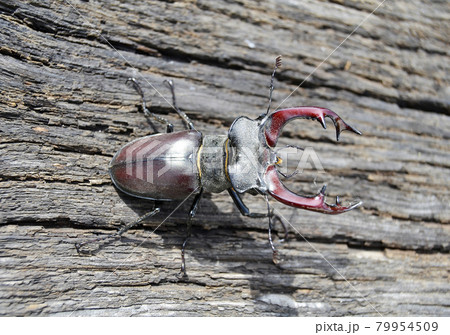 Male stag beetle with long and sharp jaws in wild forest sitting on the trunk of an oak tree 79954509
