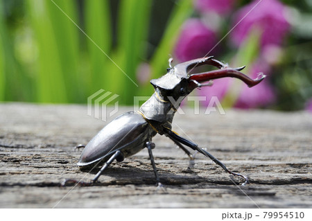 Male stag beetle with long and sharp jaws in wild forest sitting on the trunk of an oak tree 79954510