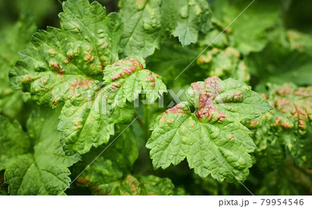 Peach leaf curl on currant leaves. Common Plant Diseases. Puckered or blistered leaves distorted by pale yellow aphids. Man holding reddish or yellowish green foliage eaten by currant blister aphids Peach leaf curl on currant leaves. Common Plant Diseases. Puckered or blistered leaves distorted by pale yellow aphids. Man holding reddish or yellowish green foliage eaten by currant blister aphids 79954546