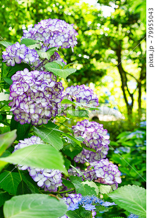 鎌倉 明月院の美しいあじさい 鎌倉 明月院の美しいあじさい 79955043