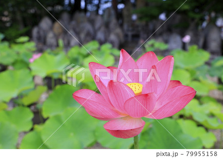 喜光寺　境内に咲く満開のハス 79955158