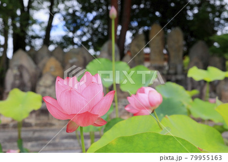 喜光寺 境内に咲く満開のハス 喜光寺 境内に咲く満開のハス 79955163
