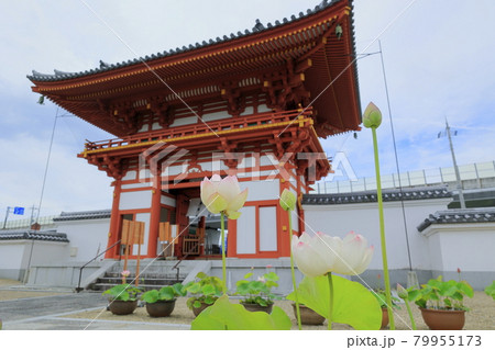 喜光寺 境内に咲く満開のハス 喜光寺 境内に咲く満開のハス 79955173
