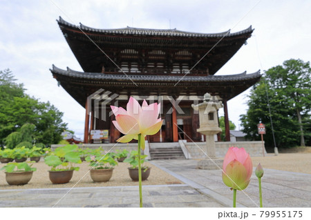 喜光寺 境内に咲く満開のハス 喜光寺 境内に咲く満開のハス 79955175