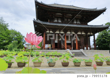 喜光寺　境内に咲く満開のハス 79955178