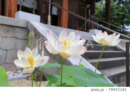 喜光寺　境内に咲く満開のハス 79955181