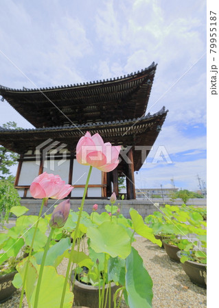 喜光寺　境内に咲く満開のハス 79955187