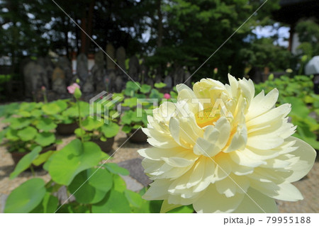 喜光寺　境内に咲く満開のハス 79955188