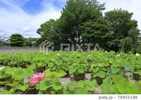 喜光寺 境内に咲く満開のハス 喜光寺 境内に咲く満開のハス 79955196