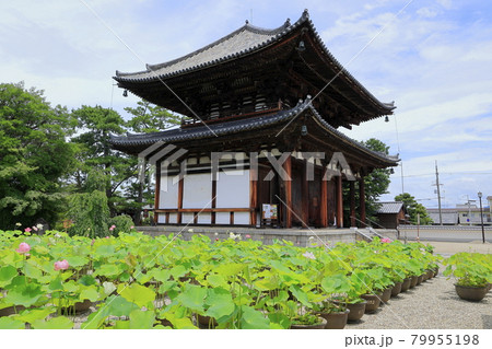 喜光寺　境内に咲く満開のハス 79955198