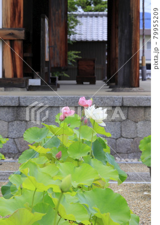 喜光寺 境内に咲く満開のハス 喜光寺 境内に咲く満開のハス 79955209