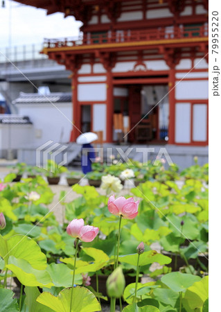 喜光寺　境内に咲く満開のハス 79955220