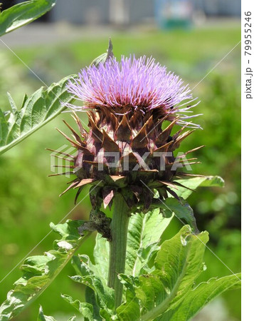 アーティチョーク（チョウセンアザミ） 79955246