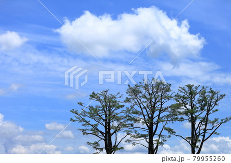 夏の雲 イメージ 夏の雲 イメージ 79955260