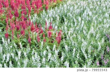 Beautiful White Salvia and Red Cockcombs Flowers 79955543