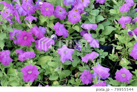 Fresh Purple Petunia Flowers in A Garden 79955544