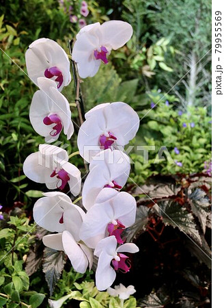 Stem of White Doritaenopsis Orchid Flowers or Phalaenopsis 79955569