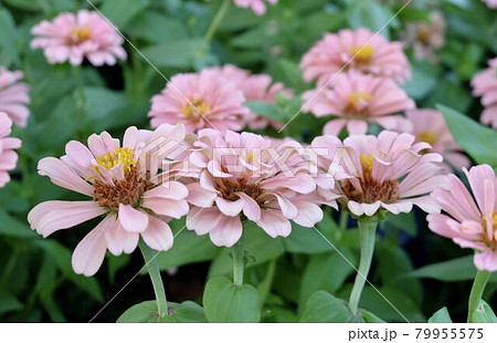 Close Up Beautiful Fresh Pink Chrysanthemum Flowers 79955575