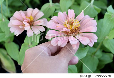 Hand Holding Beautiful Fresh Pink Chrysanthemum Flowers Hand Holding Beautiful Fresh Pink Chrysanthemum Flowers 79955576
