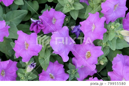 Fresh Purple Petunia Flowers in A Garden 79955580