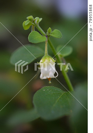 草むらで白いベルのような花がいくつも咲いていました 草むらで白いベルのような花がいくつも咲いていました 79955868