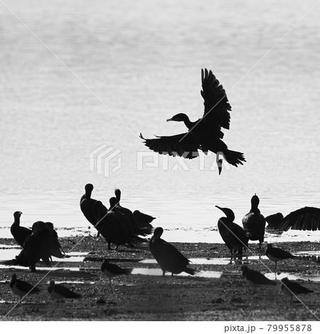 silhouette of a cormorant that is about to land on the lakeshore in its flock, black and white, abstract 79955878