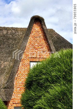 Pointed high gable of a house with thatched roof behind a green bush, Sylt, Germany 79955905