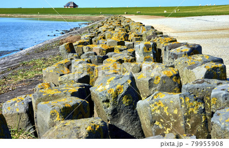 Breakwater made of basalt columns in front of a green grass dike with sheep and a house, Sylt, Germany 79955908