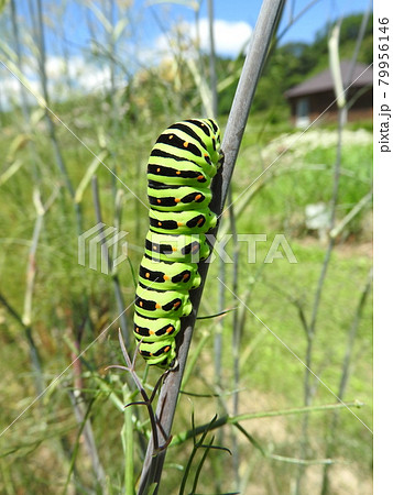 セリ科の多年草「ブロンズフェンネル」を食べて育つ「キアゲハ」の幼虫 79956146
