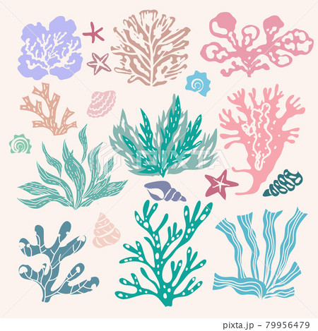 Seaweeds 4 79956479