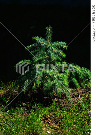 It's a tree of young spruce in the woods on the lawn. Natural habitat. Revival of trees and 79956550