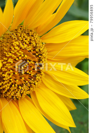 ひまわり 79956895