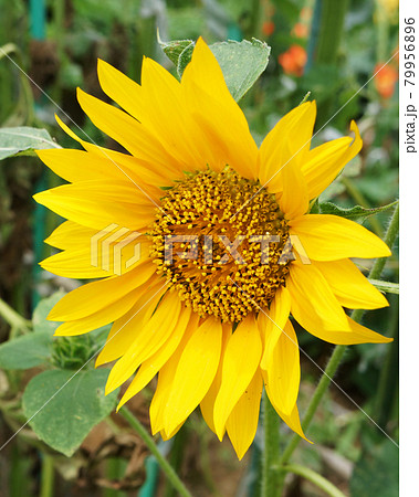 ひまわり 79956896