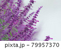 水煙の中の植物 79957370