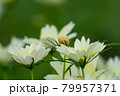コスモス 79957371
