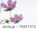 コスモス 79957372