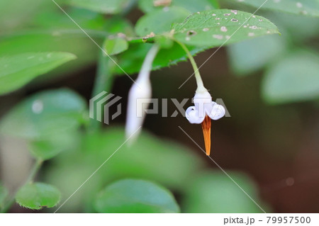 アクシバの花 アクシバの花 79957500