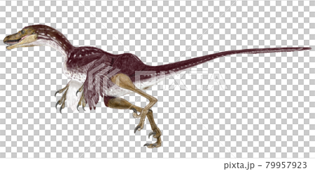 Bambiraptor Small theropod It is presumed that it inhabited North America in the late Cretaceous. 79957923