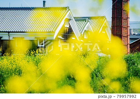 京都市伏見区の春菜の花の咲く酒蔵を撮影したもの 79957992