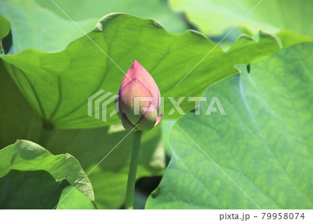 ピンクの花 大賀ハス ピンクの花 大賀ハス 79958074